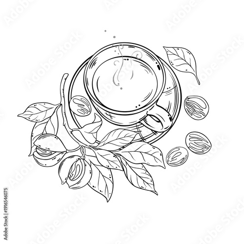 Cup of Nutmeg Tea aroma beverage Outline Illustration. Vector isolated for Design and Decoration for Cafeteria, Posters, Banners, Cards.
