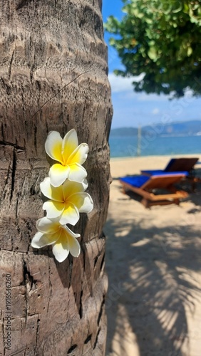 plumeria flower on the beach, view of the loungers and the sea.