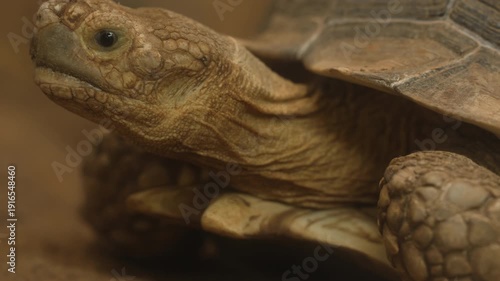 close up head of the African spurred tortoise (Centrochelys sulcata)