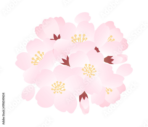 桜の花、蕾、花びらのベクターイラスト素材