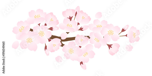 枝に咲く満開の桜のベクターイラスト