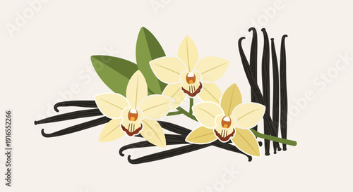 Vanilla flowers and pods illustration with leaves.