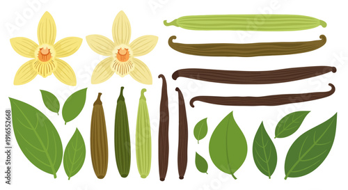 Vanilla plant with flowers leaves and pods at different stages of ripening.