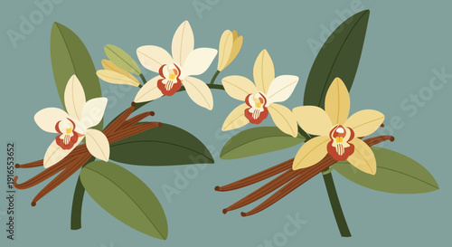 Illustration of Vanilla Orchid Flowers and Leaves on a Green Background.