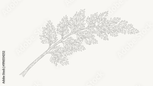 Elegant line drawing of a fern frond on a neutral background.