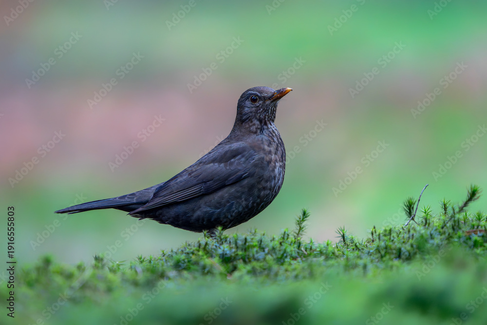 Fototapeta premium Blackbird (Turdus merula) in an forest. Noord Brabant in the Netherlands.