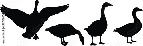 Goose silhouette set vector illustration, domestic farm birds collection with standing, walking and flying poses isolated on white background