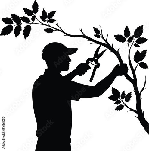 Gardener pruning tree branch silhouette vector illustration, man trimming plant with shears, gardening maintenance, landscaping service and arborist care concept