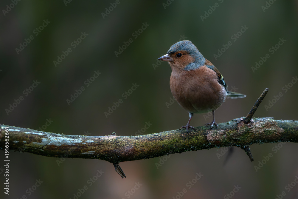 Fototapeta premium Common Chaffinch (Fringilla coelebs) on a branch in the forest of Noord Brabant in the Netherlands. 