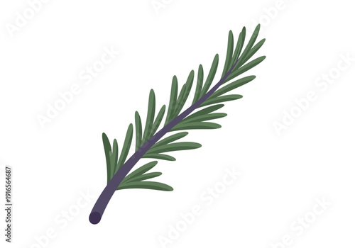 A single sprig of fresh green rosemary herb isolated on a white background.