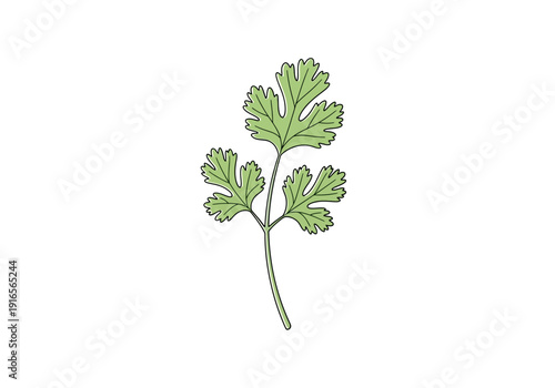 Fresh Green Coriander Herb Leaf Illustration.