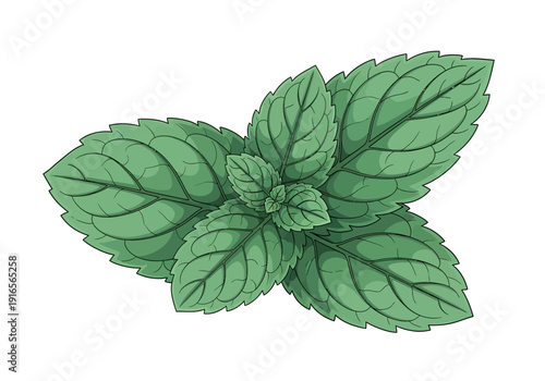 Fresh Green Mint Leaves Illustration Isolated on White.