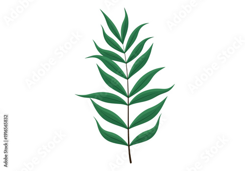 A Single Green Fern Leaf on a White Background.