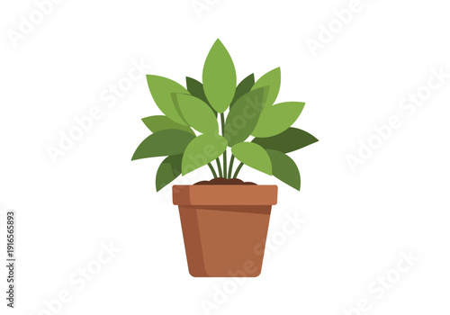 A Potted Green Plant with Lush Leaves in a Terracotta Pot.