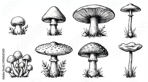 set of various wild mushrooms in grass  illustration