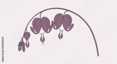 Delicate Bleeding Heart Flowers Arching Gracefully.