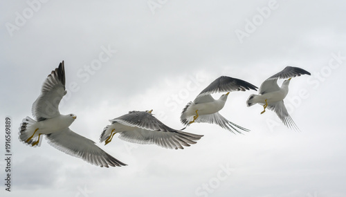 Multiple exposure sequence of a seagull flying in cloudy sky.