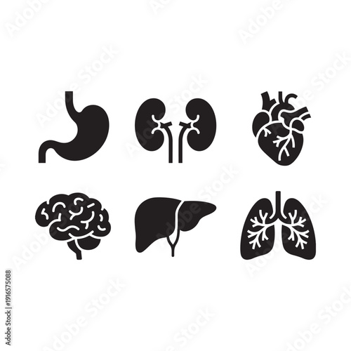 Human internal organs illustration stomach kidneys heart brain liver and lungs