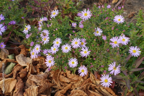 Bee pollinating pink flowers of Michaelmas daisies in mid October