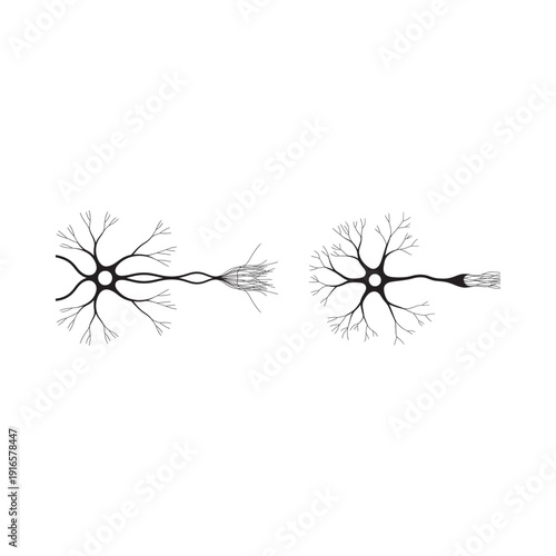 Illustration of two distinct neuron structures with branching dendrites and axons