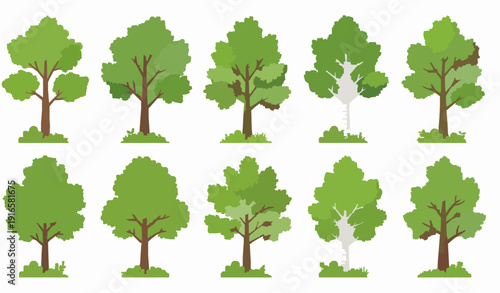 Forest tree set vector illustration with deciduous and coniferous foliage in green botanical design
