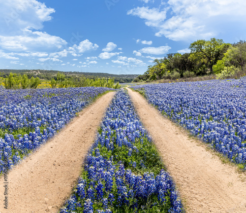 Dirt road through meadows filled with blue bonnets