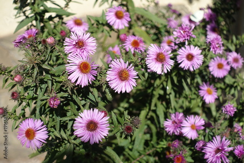 Pinkish purple flowers of New England asters in October