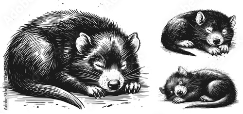 Sleeping Tasmanian devil linework ink sketch hand drawn pen drawing vector illustration svg