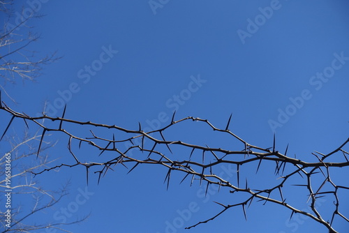 Azure blue sky and leafless thorny branches of honey locust in February