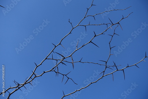фотографія Bare thorny branches of honey locust against blue sky in February