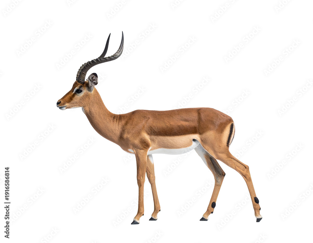 Obraz premium Antelope with long curved horns standing alert