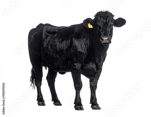Black cow standing on flat ground with glossy coat and yellow ear tag