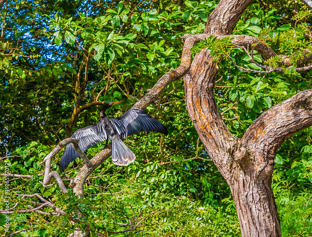 Fototapeta premium A view of an Anhinga on a tree branch drying its wings above a lake in Canoe Bay, Tobago on a bright morning in January