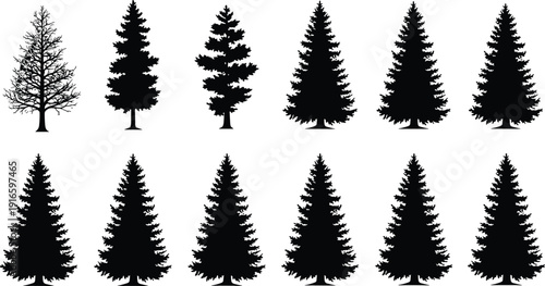Twelve conifer tree silhouettes in varied shapes and foliage density, black nature wildlife vector illustration design set for forestry themes
