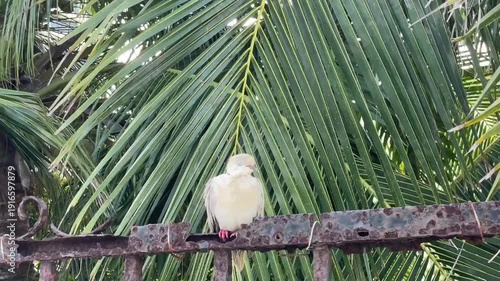 A white dove is perched on a weathered, rusty iron fence with vibrant green palm tree leaves serving as a tropical backdrop in bright daylight.