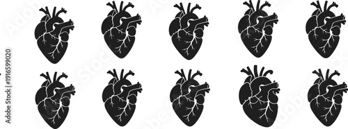 Anatomical human heart silhouette set, detailed medical organ illustration collection, realistic cardiovascular vector icons isolated on white background