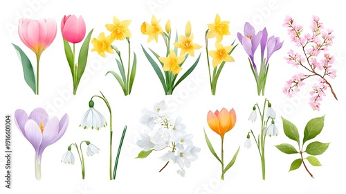 Elegant watercolor art showcases diverse spring flowers like tulips daffodils and cherry blossoms with stems and leaves isolated on white