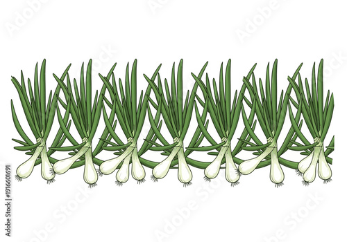 Fresh Green Onions Bunch Isolated White Background.