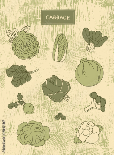 Hand-Drawn Cabbage Varieties Infographic Poster