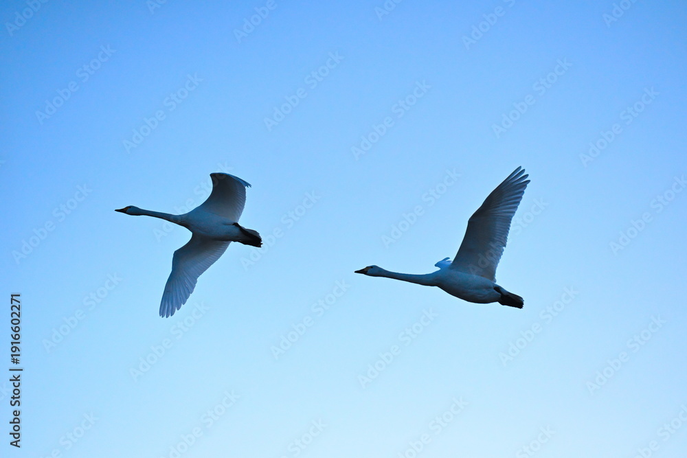 Fototapeta premium 青空を飛ぶ瓢湖の白鳥（新潟県阿賀野市水原）