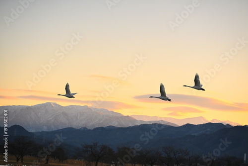 飯豊山脈を背景に飛ぶ白鳥（新潟県阿賀野市）