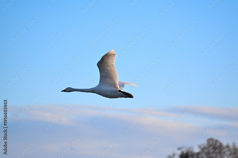 Fototapeta premium 青空を飛ぶ瓢湖の白鳥（新潟県阿賀野市水原）