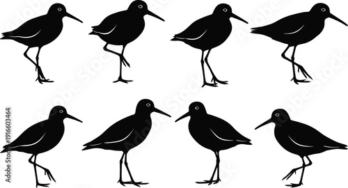 Black silhouette vector illustration of shorebirds with long beaks and thin legs, arranged in multiple poses, emphasizing wildlife, nature, birdwatching, and avian diversity