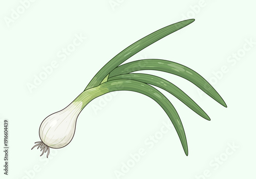 Illustration of a single fresh green onion plant.