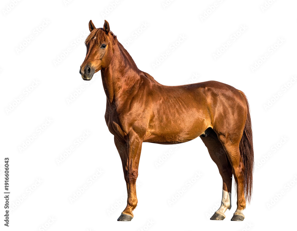 Obraz premium Horse with glossy chestnut coat standing in profile against white background