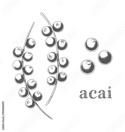 Black and white hand drawn botanical of acai berries branches and scattered berry