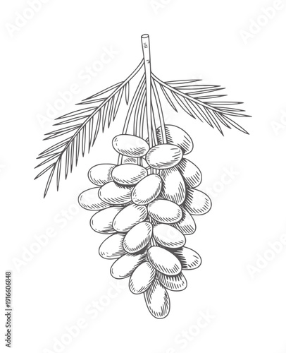 Black and white line of a cluster of dates hanging from a palm frond fruit branch