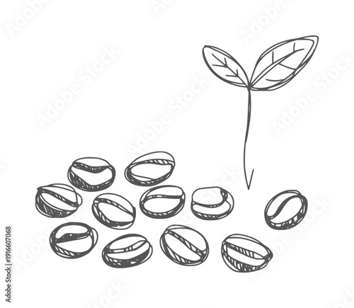 Black and white line of coffee beans and a sprouting seedling plant