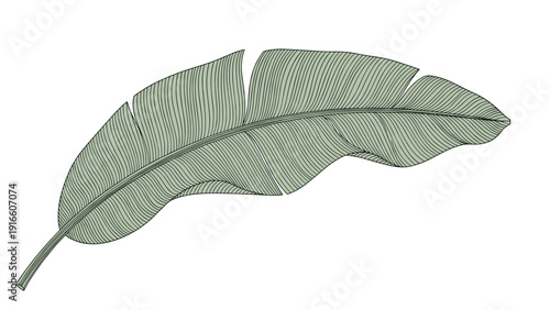 Detailed vintage style botanical drawing of a large green banana leaf with intricate vein patterns is shown on white.