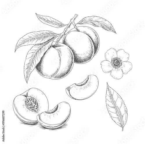 Black and white line of peaches and peach blossoms fruit leaf branch